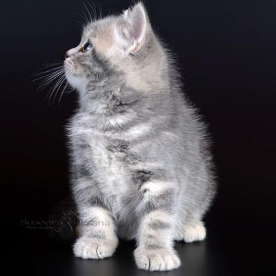 Голубой мраморный британский котёнок фото, цена 
