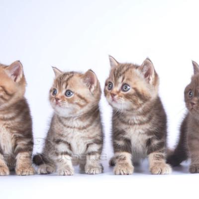 британские котята шоколадного рисованного окраса, фото
