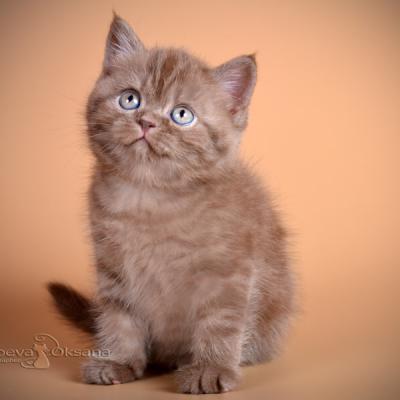 Британский котёнок шоколадного окраса , фото