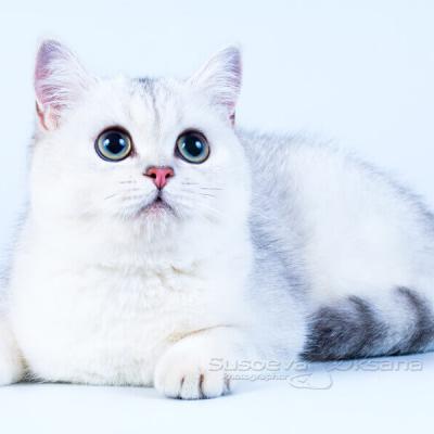 фото британской кошки окраса серебристая шиншилла