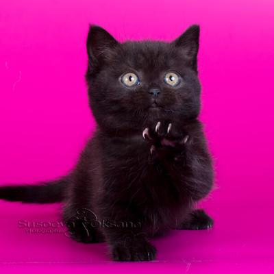 Британский котёнок чёрного цвета фото