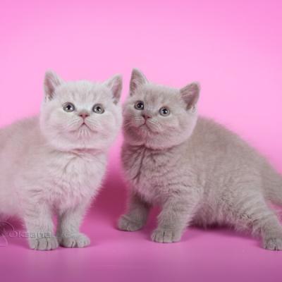Котята британской короткошерстной породы кошек, купить лиловую британку в питомнике