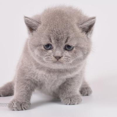 Плюшевый голубой котёнок британской породы, фото