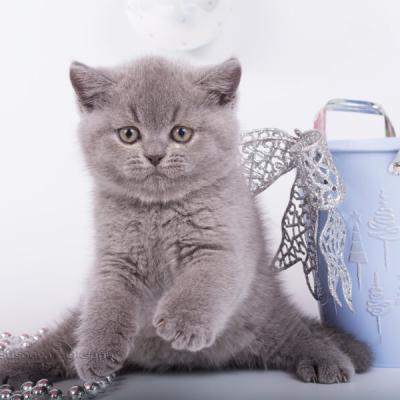 Голубой плюшевый котёнок, британец из питомника, фото