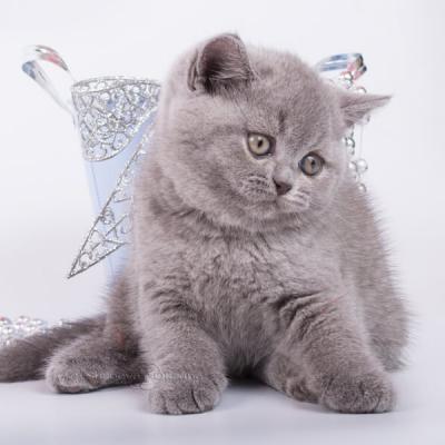 Британский кот Юппи, фото котёнка из питомника Минска