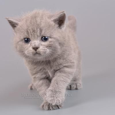 Британский короткошёрстный котёнок Юпитер - купить котёнка в Беларуси