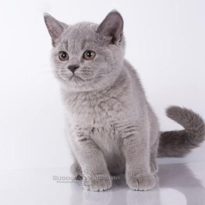 Британский голубой котёнок , фото голубого окраса