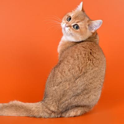 Золотая британская кошка фото