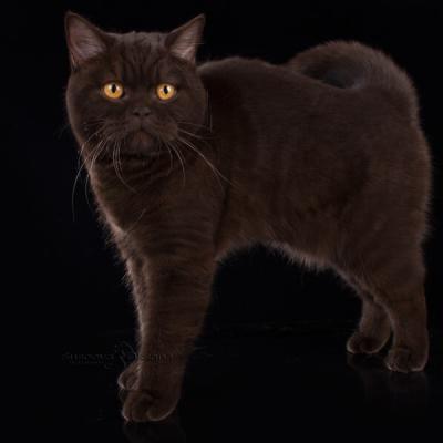 фото шоколадной британской короткошерстной кошки , шоколадный окрас британских кошек, купить шоколадную британскую кошку в Минскек