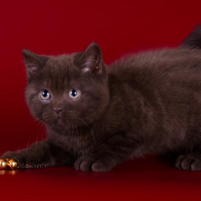 фото британского короткошерстного котёнка шоколадного окраса, британский шоколадный котёнок кот 