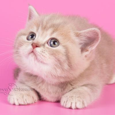 Лиловый мраморный британский котёнок, носитель окраса фавн, фото рисованного лилового котёнка, фото британского котёнка табби окраса