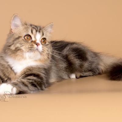 Фото шотландской длинношерстной кошки, купить длинношерстную британскую кошку