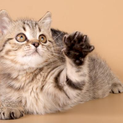 Шоколадный пятнистый британский котёнок-кот фото
