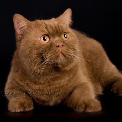 Фото британского кота цинна от фотографа кошек Сусоевой Оксаны