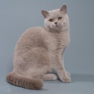 Лиловая британская кошка Акаша, фото