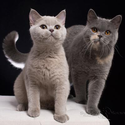 Лиловая британская кошка Акаша и голубо-кремовая британка Сильвия, фото