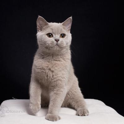 Британская кошка Акаша лилового окраса, фото