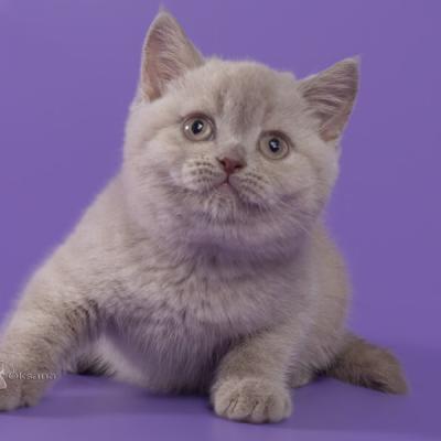 Британка лиловая, фото лилового котёнка