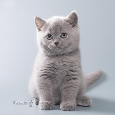 Серы британский котёнок фото