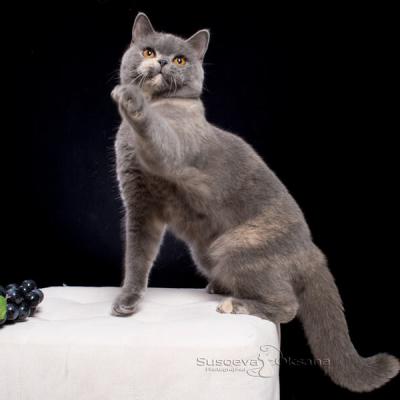 Голубо-кремовая кошка -британка, фото