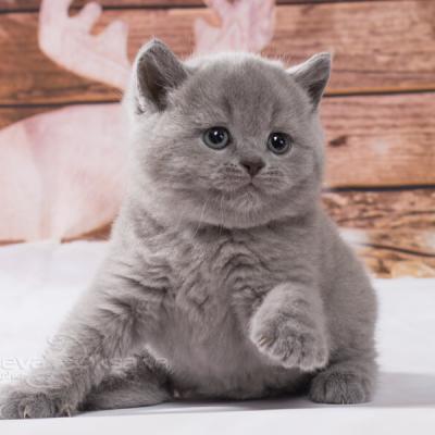 Фото маленького голубого британского котёнка
