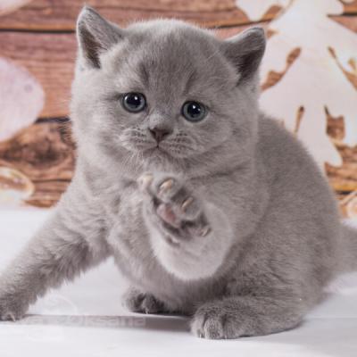 Маленький голубой британский котёнок , фото