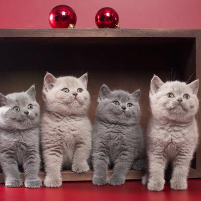 Фото четырёх британских кошек голубого и лилового окраса