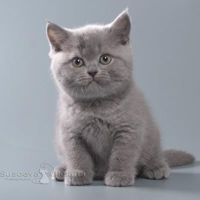Британский короткошерстный котёнок - кошка голубого окраса, фото