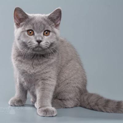 Продажа голубого котёнка кошки  по имени Габриэлла 