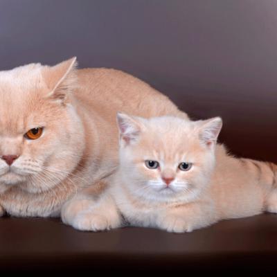 Фото британского кремового кота и кремового британского котёнка