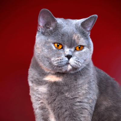 Британская короткошерстная голубая кошка фото