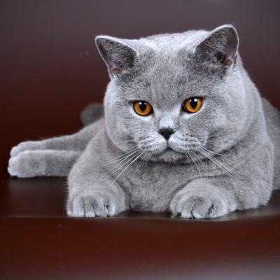 Голубой британец кот, фото