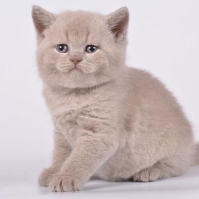 Британец-кот лилового окраса, фото, купить лилового британского котёнока