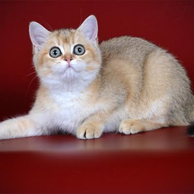 Фото золотой британской кошки
