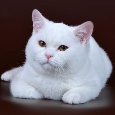 Британский кот белого окраса фото
