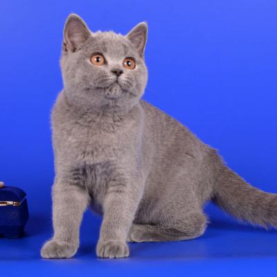 Фото голубой британки-кошки, британский короткошерстный котёнок голубой по окрасу, фото