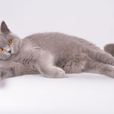 Британская короткошерстный кошка светло-голубой окраса