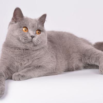 Британец  кошка окраса голубой солидный, фото
