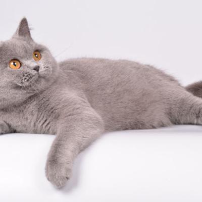 Голубой британский короткошерстный котёнок фото