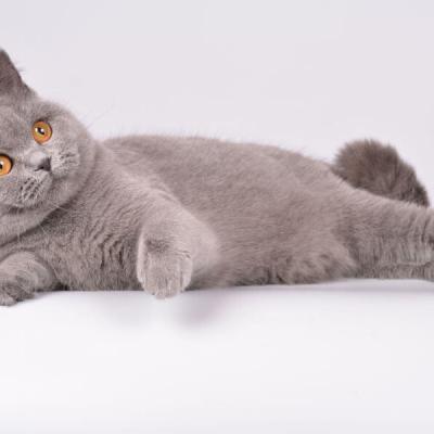 Фото кошки голубого цвета