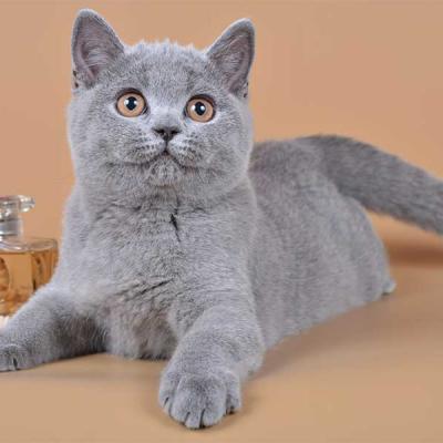 Британский котёнок голубой, фото