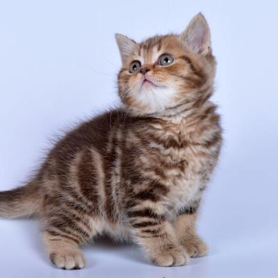 Британсий котёнок окраса шоколадный мраморный, фото