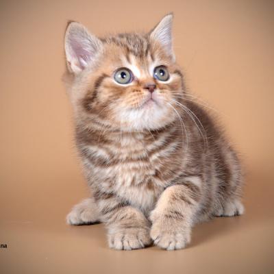 Британец котёнок окраса шоколадный рисованный, фото 
