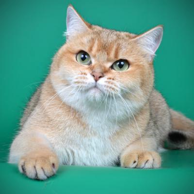 Фото  британской кошки золотого окраса