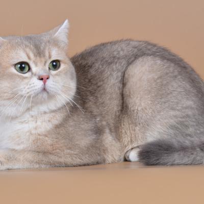 Британский кот окраса голубой золотой , фото
