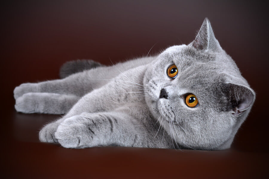 Британский голубой кот, голубой британец, британский кот фото, фото британского короткошерстного кота