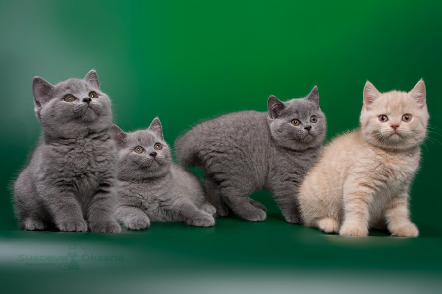 Фото британских котят голубого и кремового окраса, купить голубого британского котёнка, купить  бежевого и голубого  британца