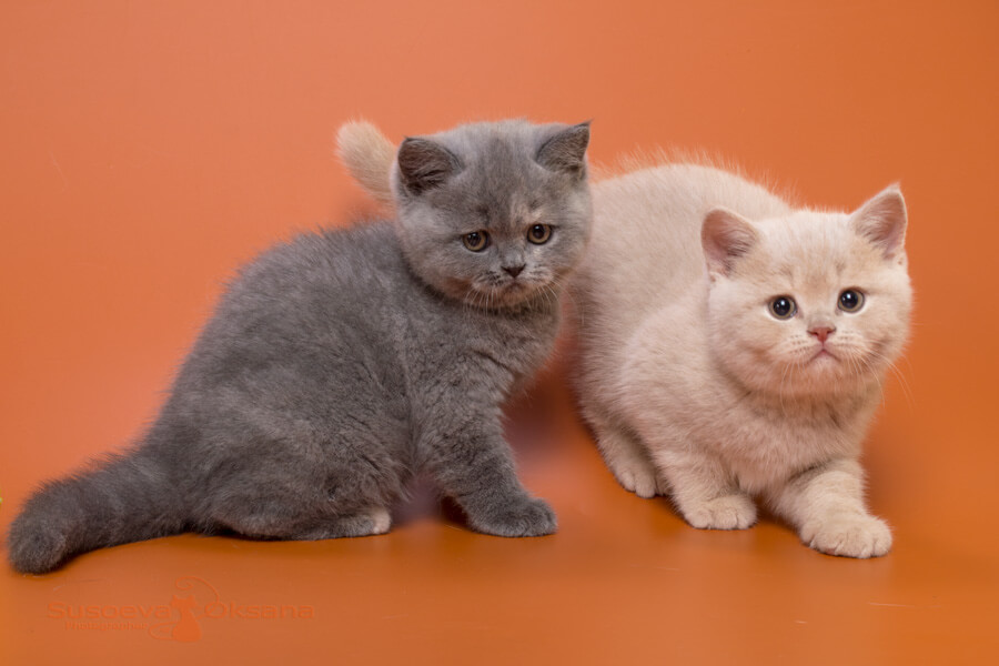 Фото британских котят голубо-кремового и кремового окраса, купить британского котёнка кремового или черепахового окраса