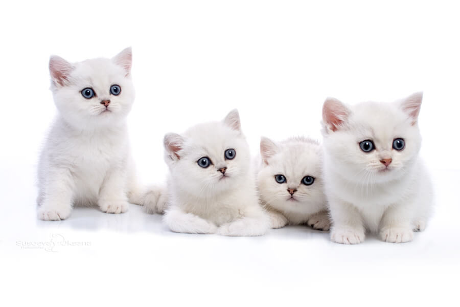 Серебристые котята на белом