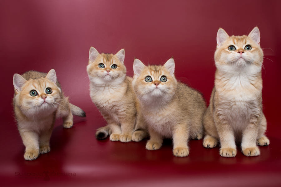 Четыре золотых котёнка